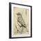 Stupell Industries Vintage Small Sketched Bird Framed Print Under Glass, design by Petal Prints Design